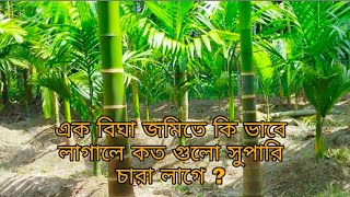 এক বিঘা জমিতে বিভিন্ন মাপে কতগুলো সুপারি গাছ রোপণ করা যায়। betel nut [upl. by Acinnod718]