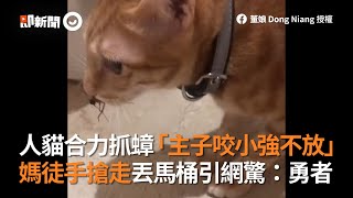 人貓合力抓蟑「主子咬小強不放」 媽徒手搶走丟馬桶引網驚：勇者│寵物│貓咪｜猫｜ねこ│Pet│Cat│Kitten [upl. by Otanod]