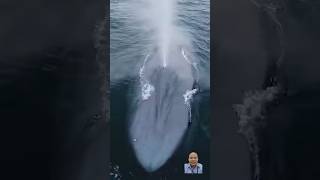 Blue Whale Creates Stunning Water Show  Sea Animals Discovery Channel whale seaanimals shorts [upl. by Gipson]