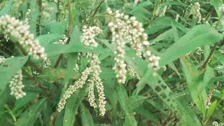 Persicaria lapathifolia known as pale persicaria is a plant of the family Polygonaceae [upl. by Malorie]