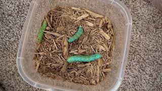 Hornworm Breeding Worm to Manduca Moth Step 2 caterpillar bug reptiles [upl. by Roxie]