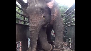 Release of huge elephant [upl. by Ailb]