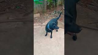 My dog kerala dog doglover dogshorts trending latest [upl. by Sesom830]