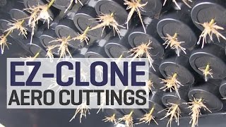 How To Take Clones in Aeroponics We Turn One Plant into Sixty More Aeroponic Cuttings with EZClone [upl. by Nosremaj]