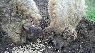 Curly Coated Mangalitza Pigs at the Pink Pig Farm [upl. by Leasi]