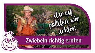 Zwiebeln ernten amp neues Gemüse pflanzen  Gartenarbeiten im August [upl. by Ellezig]