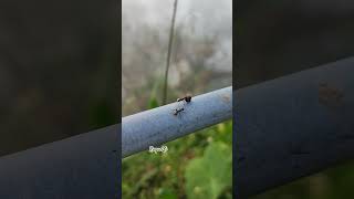 Ants carrying food ants youtubeshorts shortvideo [upl. by Aynotan]