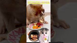 LUCUNYA HEWAN KUKANG INI PUNYA MATA SEPERTI INI kucingoren kucinglucu funnypets cutecat kukang [upl. by Celio327]