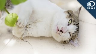 How Catnip Gets Cats High [upl. by Dwayne]