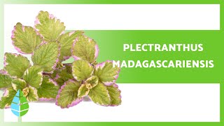 VARIEGATED MINTLEAF Care Plectranthus madagascariensis 🌿 Irrigation Substrate Reproduction [upl. by Teddie215]