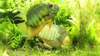 Phenomenal spotted severum courtship in front of aquarium glass [upl. by Maddis69]