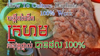 Tutorial how to culture daphnia​ real show  របៀបបង្កើតចៃទឹកក្រហមដោយអនុវត្តផ្ទាល់  Daphnia culture [upl. by Collayer]