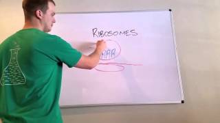 Ribosome Overview and Mnemonic [upl. by Lynea]