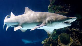 Facts The Sand Tiger Shark [upl. by Carrick182]