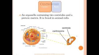 Centrosome vs centriole vs chromosome vs centromere [upl. by Illek]