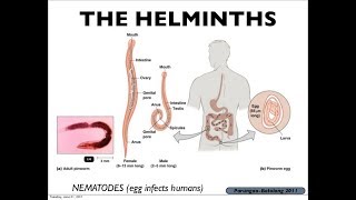 Microbiology of Helminths amp Immunity [upl. by Eniawtna]