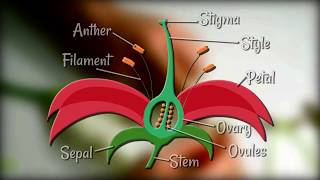 Flower Dissection  Reproduction in flowering plants [upl. by Tcideneb]