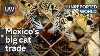 Mexicos Exotic Pet Trade  Unreported World [upl. by Hertha]