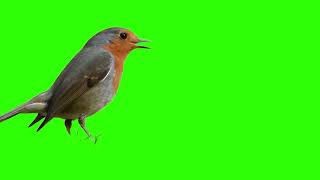 Bird Eating bird green screen bird animation bird overlay [upl. by Vance190]