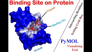 Identifying Binding Site on Protein  Tutorial [upl. by Fugate]