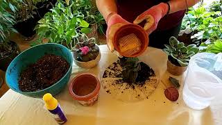 How to Successfully Repot an African Violet [upl. by Sumner]