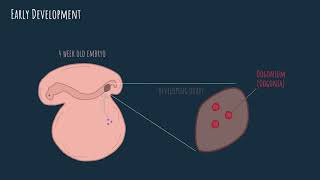 Oogenesis  embryonic development [upl. by Tnilf]