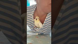 Злой дракон🦜 cute корелла birds parrot попугайкорелла parrots попугай pets funny [upl. by Earesed]