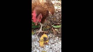 Chickens Eating Scorpions in the Florida Keys [upl. by Galitea]