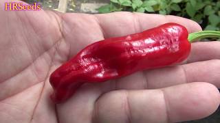 ⟹ Greek Pepperoncini Pepper  Capsicum annuum  Pod Review [upl. by Cleopatra139]