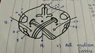 01 Section of Medulla Oblongata at Pyramid Decussation  Easy TRICK to Draw Medulla [upl. by Naresh]