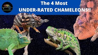 The four most underrated chameleons [upl. by Arayc567]