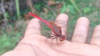 Jungle Dragonfly in Sri lanka [upl. by Htaeh]