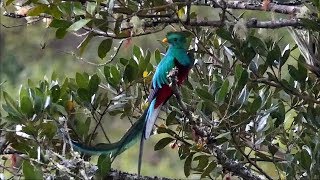 Resplendent Quetzal in Costa Rica [upl. by Yemiaj]