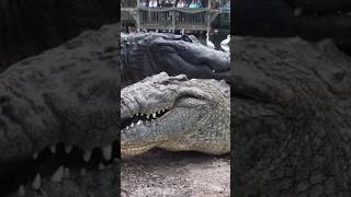 Crocodiles vs Alligators The Ultimate Showdown [upl. by Zingale325]