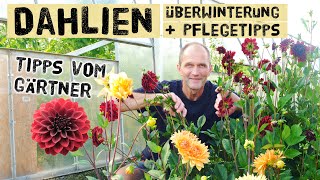 So baut ein Gärtner Dahlien an  Überwintern Pflegen Düngen im Boden überwintern oder ausgraben [upl. by Cal]