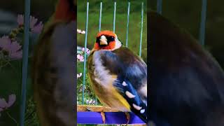 Successful songs to motivate the wild goldfinch in nature birds [upl. by Zared]