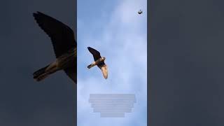 The Top 5 Fastest Birds Masters of Aerial Velocity [upl. by Tirzah673]