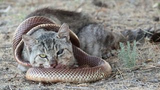 Sand CAT Vs DESERT SNAKE  Snake attack [upl. by Katti257]