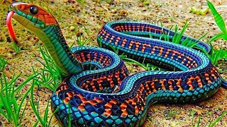 10 Most Beautiful Snakes In The World [upl. by Garnette]