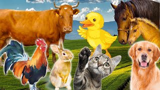 Learn Family Animals Cat Horse Cow Chicken Duck  Farm Animal Sounds  Part 2 [upl. by Acinnad]