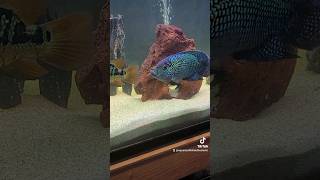 The most dangerous fish Cichlids shorts fyp foryou [upl. by Mcmurry]