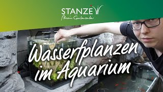 Wasserpflanzen in Aquarium einsetzen  HowTo [upl. by Eadith]