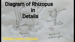 Rhizopus Diagram well labelled diagram of Rhizopus Fungi diagram [upl. by Christianson]