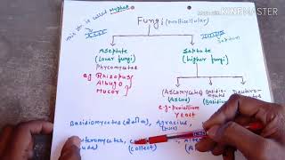 fungi brief classificationTrick to remember [upl. by Enyallij]