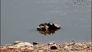 Two Terrapins sunbathing [upl. by Sarchet]