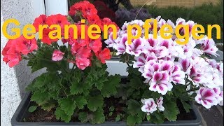 Geranien pflegen pflanzen düngen gießen Standort überwintern Pelargonium [upl. by Dorella]