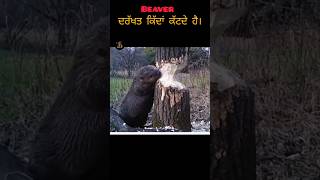 Beavers ਦਰੱਖਤ ਕਿੱਦਾਂ ਕੱਟਦੇ ਹੈ। facts gk gkknowledgepunjabi punjabgk animals [upl. by Dorran]