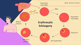 Erythrocytic schizogony  Plasmodium Life Cycle  Basic Science Series [upl. by Enella64]