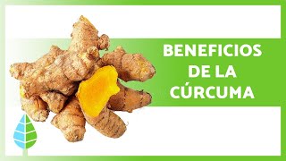 CÚRCUMA Propiedades BENEFICIOS y Cómo tomarla 🧡🌱 [upl. by Nellaf]