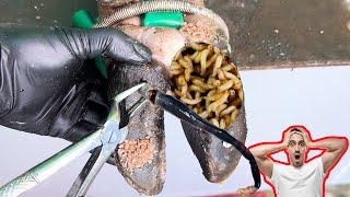 Cut Trim and Cleaning  Screw with Nails WAS STUCK IN cows hoof TL06 [upl. by Naj49]